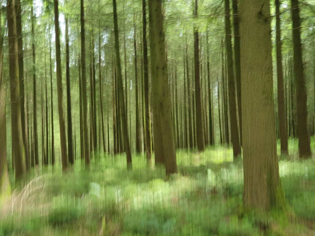 The forest goddess of Belgium:&nbsp;Arduinna