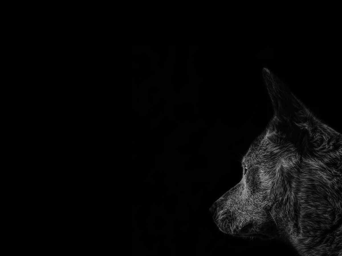 Short Folktale: The Werewolf Who Went on a Tour of&nbsp;Redemption