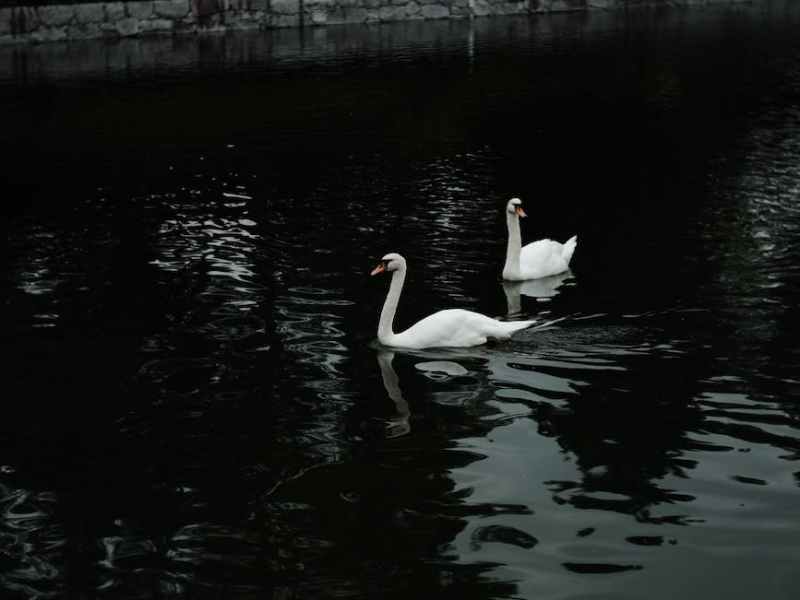 The Legend(s) of the Swans of&nbsp;Bruges