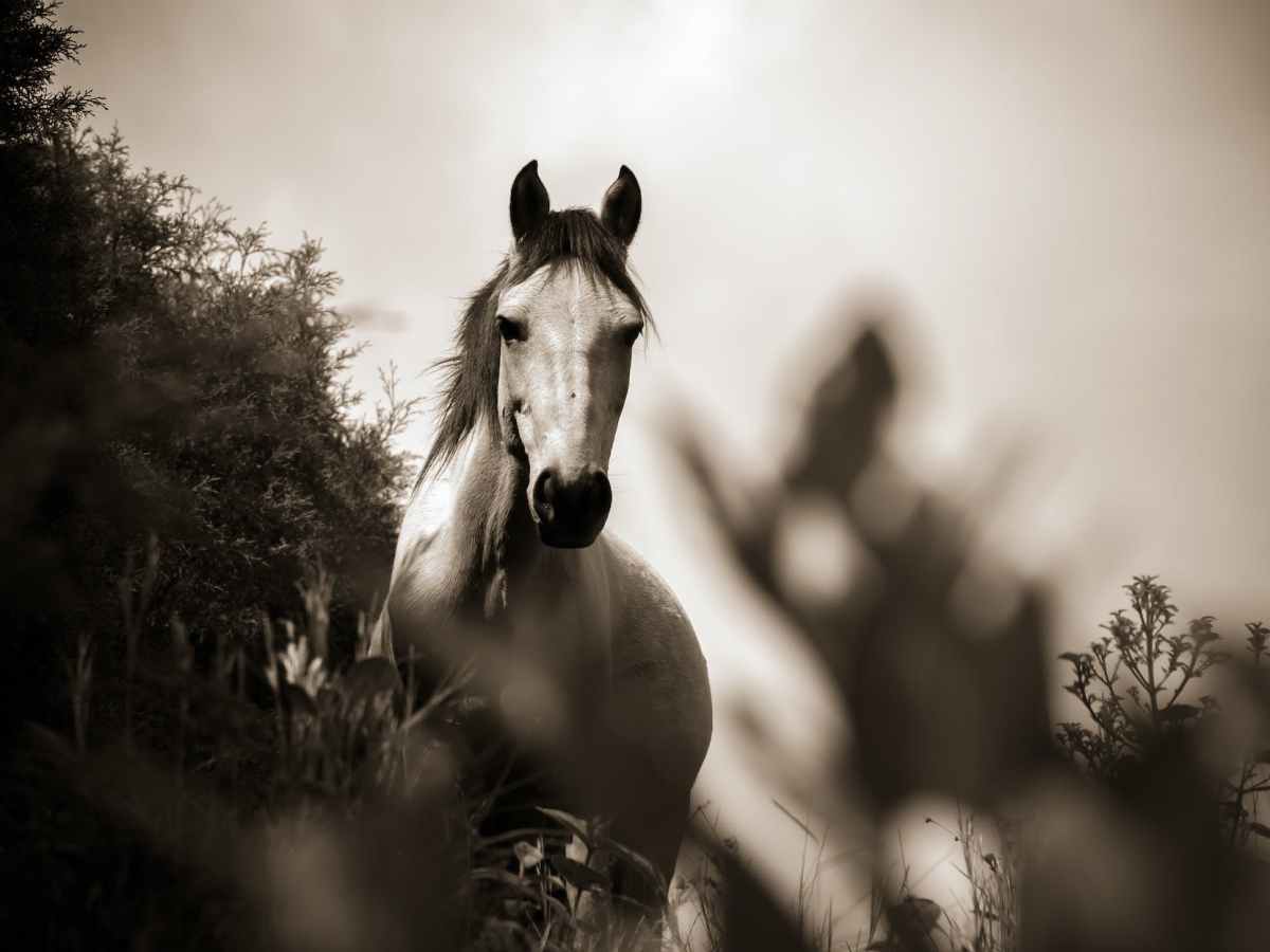 Folktale: The Nixie Who Haunted a Farm in the Shape of a Horse and a Goat with a Candle Between its&nbsp;Horns