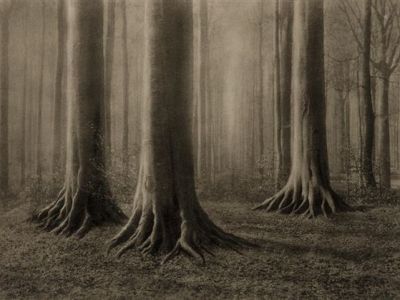 The Witch’s Forest